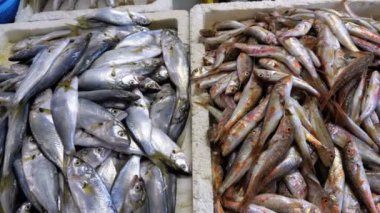 Taze deniz balığı buz sokak piyasada ile vitrin