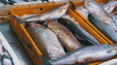 Taze deniz balığı buz sokak piyasada ile vitrin