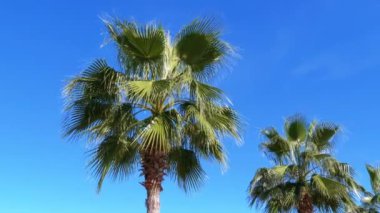Palmiye ağaçları tatil beldesi mavi gökyüzünde karşı