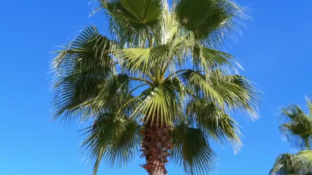 Palmové stromy proti modré obloze v městě — Stock video