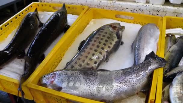 Escaparate con pescado fresco de mar en hielo en el mercado callejero — Vídeo de stock