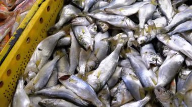 Taze deniz balığı buz sokak piyasada ile vitrin