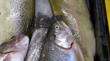 Taze deniz balığı buz sokak piyasada ile vitrin