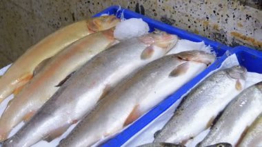 Taze deniz balığı buz sokak piyasada ile vitrin