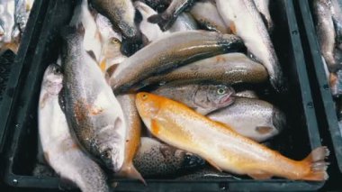 Taze deniz balığı buz sokak piyasada ile vitrin. Deniz ürünleri pazar. Balık sokakta satılan. Balık Pazarı Batum, Gürcistan.