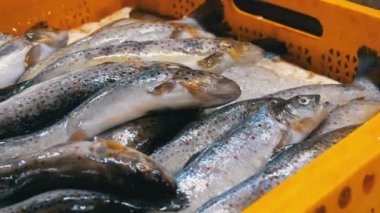 Taze deniz balığı buz sokak piyasada ile vitrin