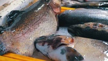 Taze deniz balığı buz sokak piyasada ile vitrin