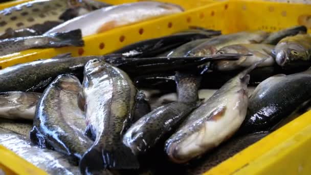 Vitrine avec des poissons de mer frais dans la glace sur le marché de la rue 
