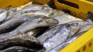 Taze deniz balığı buz sokak piyasada ile vitrin