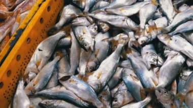 Taze deniz balığı buz sokak piyasada ile vitrin