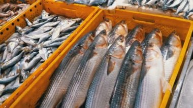 Taze deniz balığı buz sokak piyasada ile vitrin