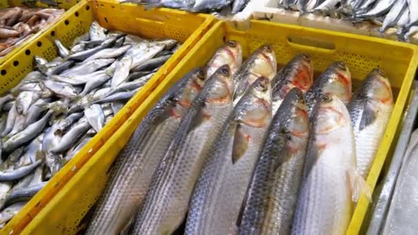 Vitrína s čerstvé mořské ryby v ledu na pouliční trh — Stock video