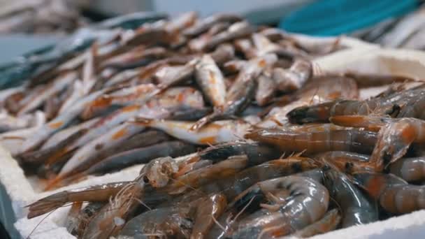 Mostra com lagostins no gelo do mercado de rua — Vídeo de Stock