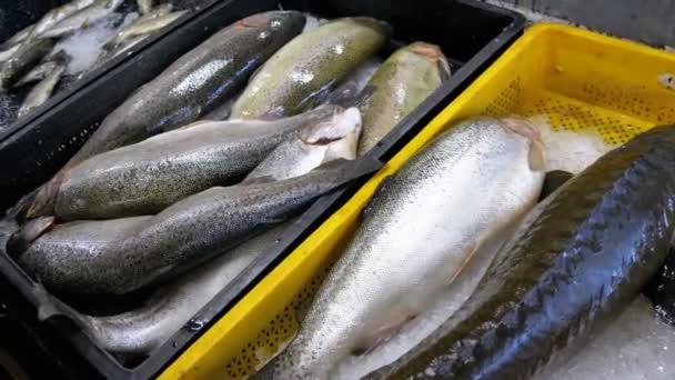 Mostra com peixes de mar fresco no gelo no mercado de rua — Vídeo de Stock