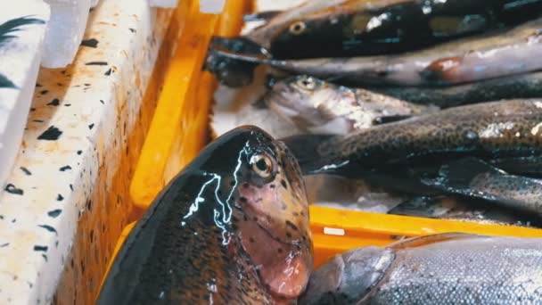 Vitrine met verse zeevis in ijs op de straatmarkt — Stockvideo