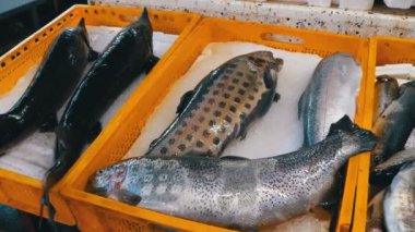 Taze deniz balığı buz sokak piyasada ile vitrin