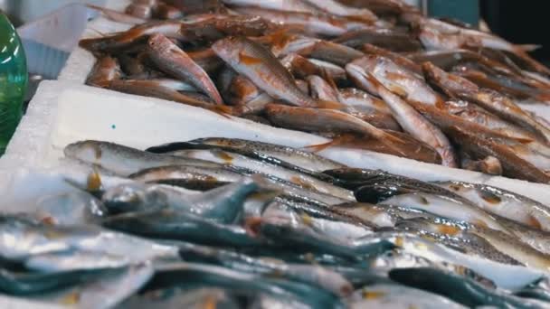 Escaparate con pescado fresco de mar en hielo en el mercado callejero — Vídeo de stock