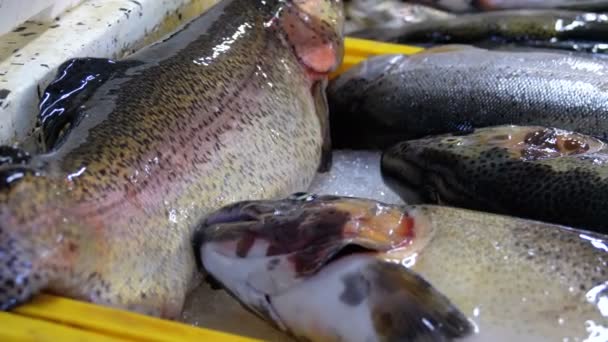 Escaparate con pescado fresco de mar en hielo en el mercado callejero — Vídeo de stock