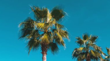 Palmiye ağaçları tatil beldesi mavi gökyüzünde karşı