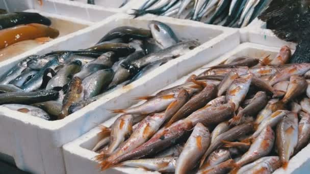 Escaparate con pescado fresco de mar en hielo en el mercado callejero — Vídeo de stock