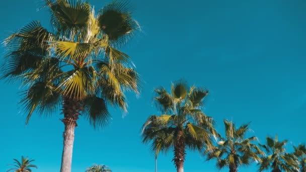 Pálmafák, szemben a kék ég a város — Stock videók