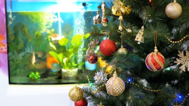 Χριστουγεννιάτικο δέντρο με μπάλες, στολίδια και μια γιρλάντα μπροστά από το ενυδρείο μέσα το δωμάτιο — Αρχείο Βίντεο