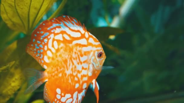 Різнокольорових риб плаває в акваріумі — стокове відео