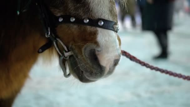 Söt ponny på kvällen på gatan står under falla snö på julmarknaden på vintern — Stockvideo