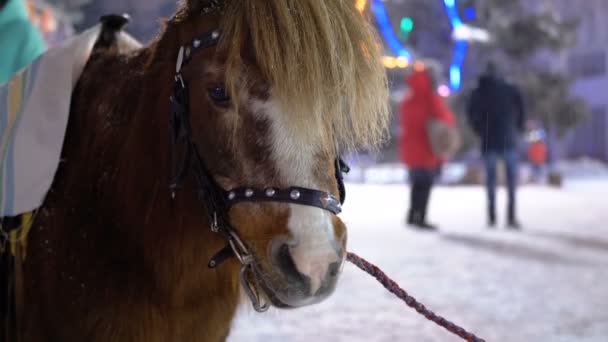 Söt ponny på kvällen på gatan står under falla snö på julmarknaden på vintern — Stockvideo