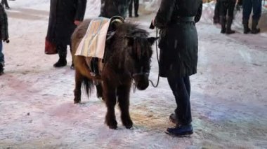 Sevimli midilli sokakta akşamları Noel piyasada düşen kar altında kışın standları