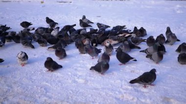 Kışın karda güvercinler