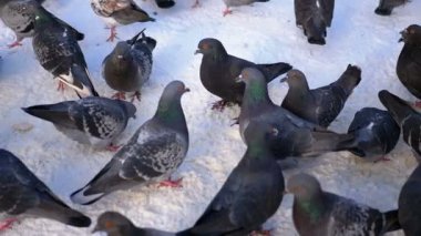 Kışın karda güvercinler