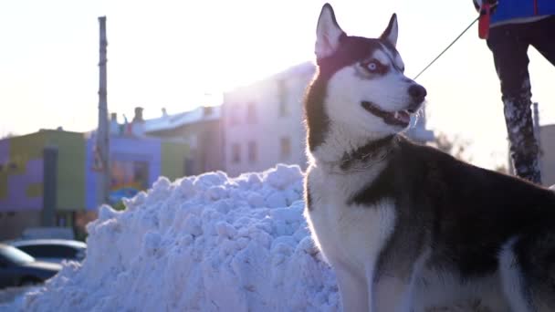 Köpek doğurmak Husky üstünde kira kontratı üstünde şehrin kar kış — Stok video