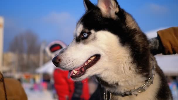 Maulkorb Hund Husky aus nächster Nähe im Winter. Zeitlupe — Stockvideo