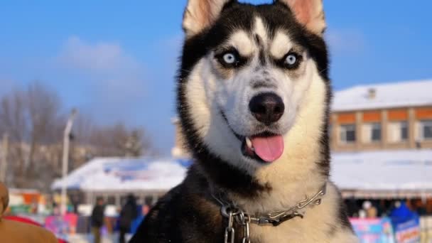 Mutlu namlu köpek Husky yakın çekim kışın. Ağır çekim — Stok video