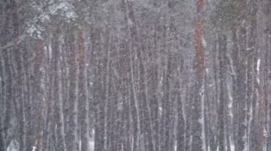 Kar yağışı karlı Noel ağaçları kış çam ormanı. Ağır çekim