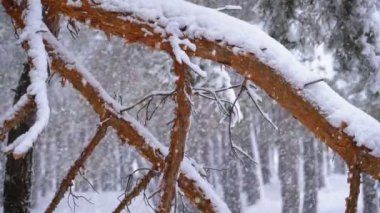 Karla kaplı dalları Noel ağaçları kış çam ormanı. Ağır çekim
