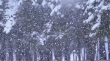 Kar yağışı karlı Noel ağaçları kış Çam ormanıyla arka planda. Ağır çekim