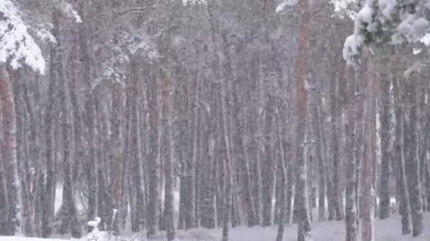 Opady śniegu w zimie sosnowym lesie z ośnieżonych choinek — Wideo stockowe