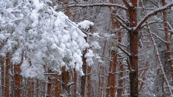 Bosque de pino de invierno con ramas cubiertas de nieve Árboles de Navidad. Moción lenta — Vídeo de stock