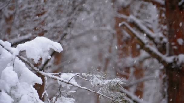 Zima w lesie sosnowym oddziałów ośnieżonych choinek. Zwolnionym tempie — Wideo stockowe