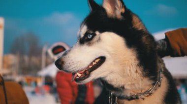 Mutlu namlu köpek Husky yakın çekim kışın. Ağır çekim