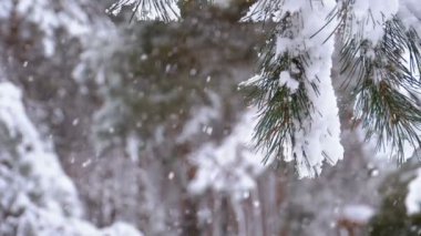Karla kaplı dalları Noel ağaçları kış çam ormanı. Ağır çekim