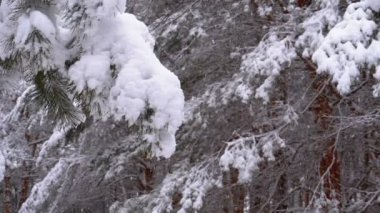 Karla kaplı dalları Noel ağaçları kış çam ormanı. Ağır çekim