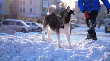 Husky köpek çocukla kışın kar üzerinde çalış. Ağır çekim