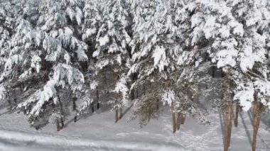 Güneşli bir günde bir karlı kış orman üzerinde uçan