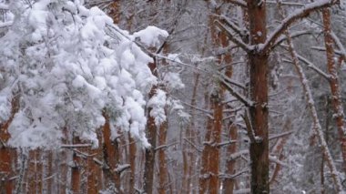Kar yağışı karlı Noel ağaçları kış çam ormanı içinde
