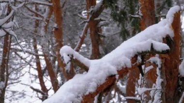 Bir kar yağışı sırasında kış karla kaplı ormanda bir çam ağacı bagajında. Ağır çekim