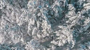 Güneşli bir kış çam ormanı ağaçlarının karlı üst kısımları üzerinde uçan. Havadan görünümü üzerinde bir kış çam ormanı. Panoramik uçak ağaçlar karla kaplı üst kısımları üzerinde görünümü.