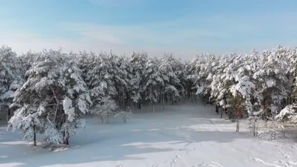Volando sobre un bosque nevado de invierno en un día soleado — Vídeo de stock
